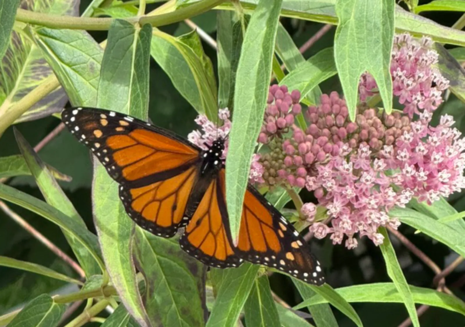 Monarch Project