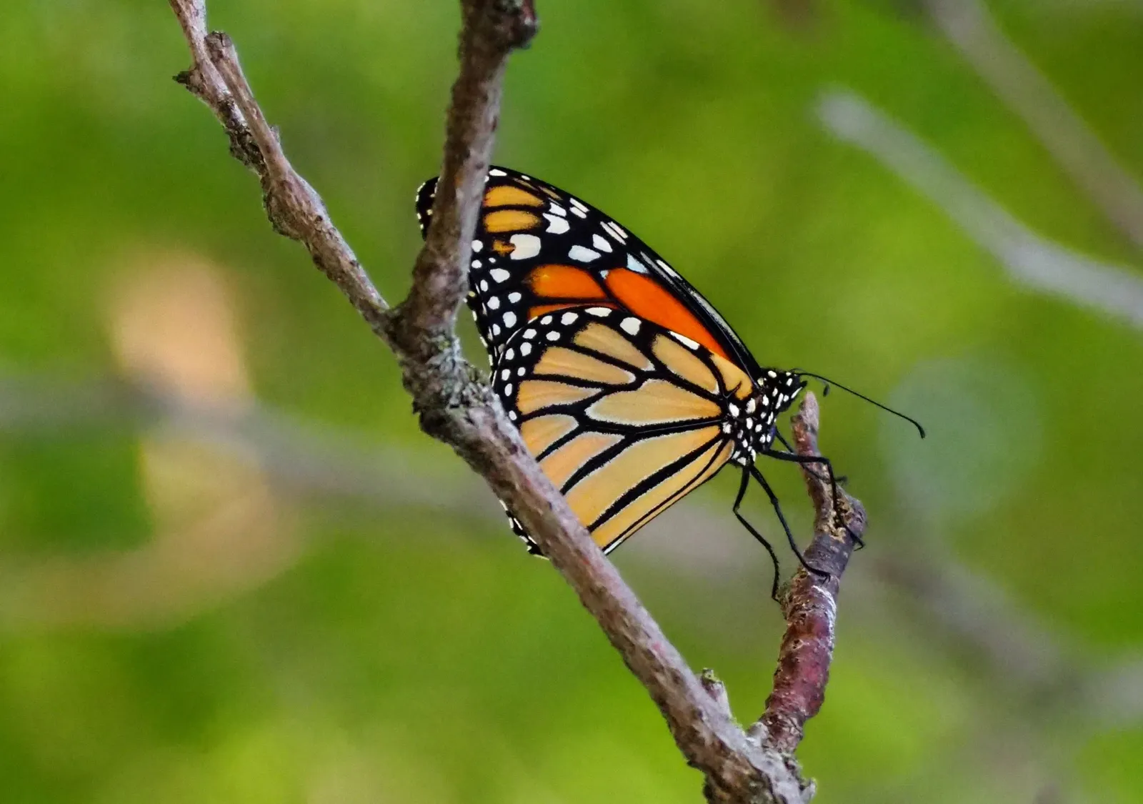 Monarch Project