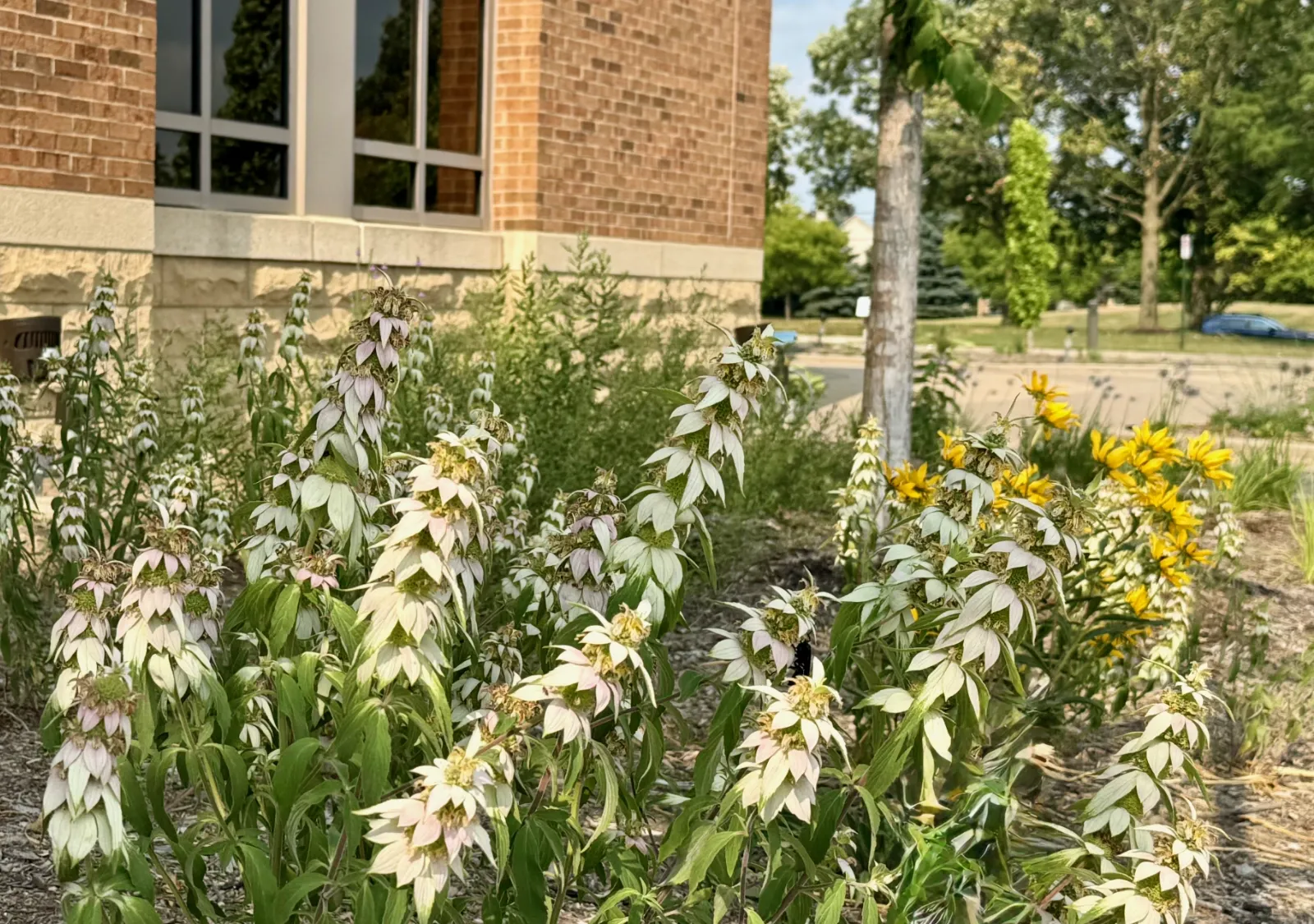 Pollinator Pathway Garden