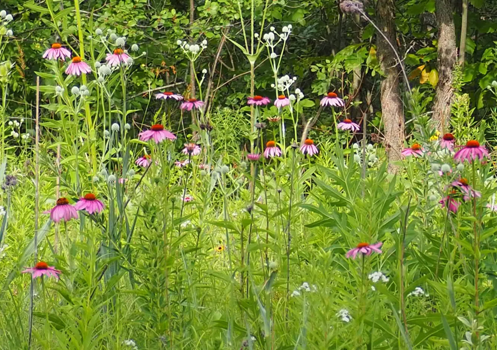 Zheshkwédokan: Native Garden