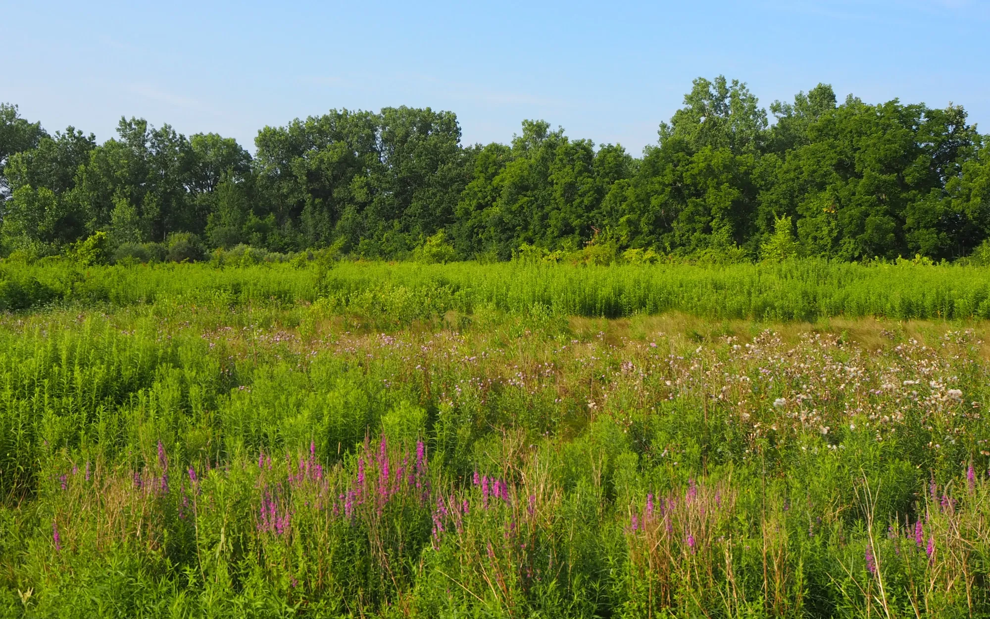 Prairie at Zibiwés Nature Area